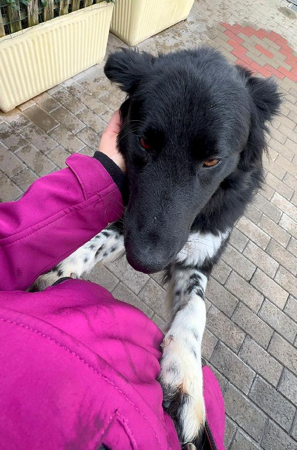 NICHOLAS BORDER COLLIE Foto 2